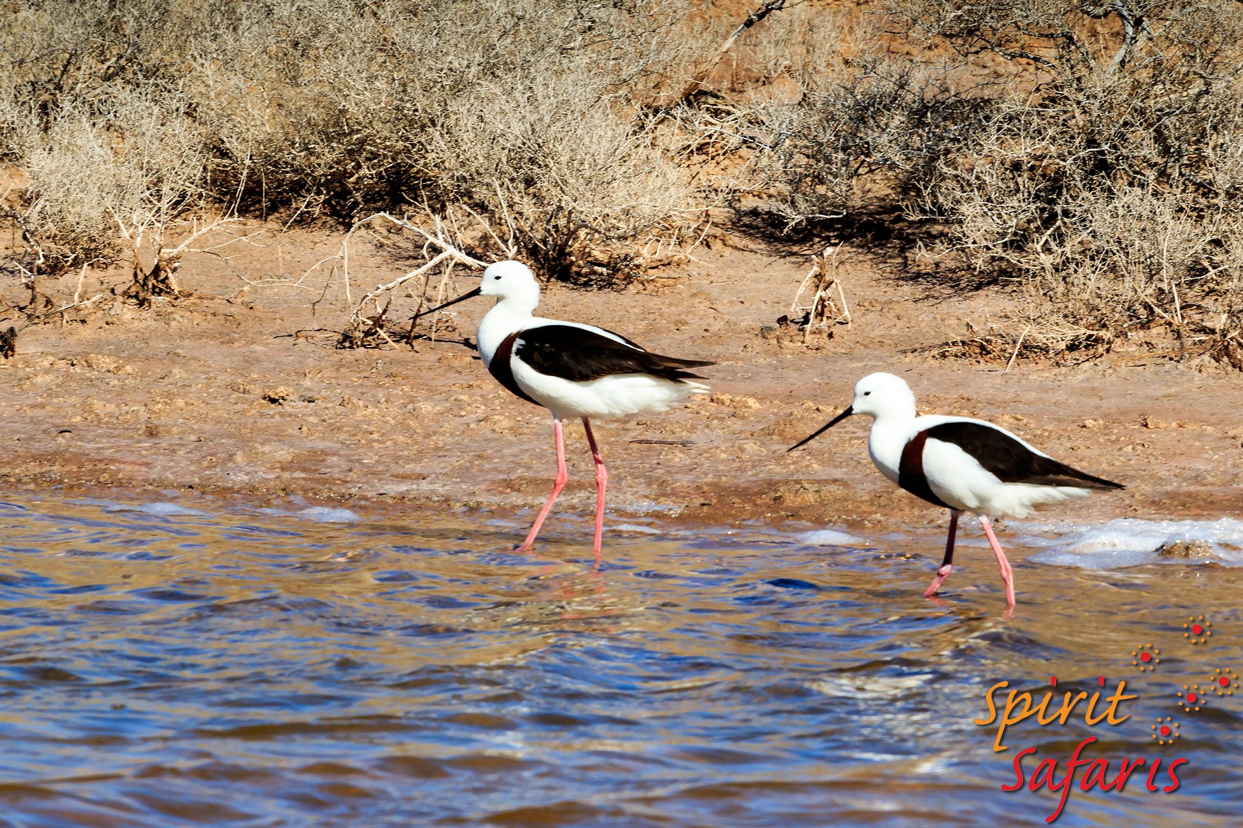 Canning Stock Route Tour from Alice Springs to Alice Springs via Gunbarrel Highway & Tanami Track 18 days