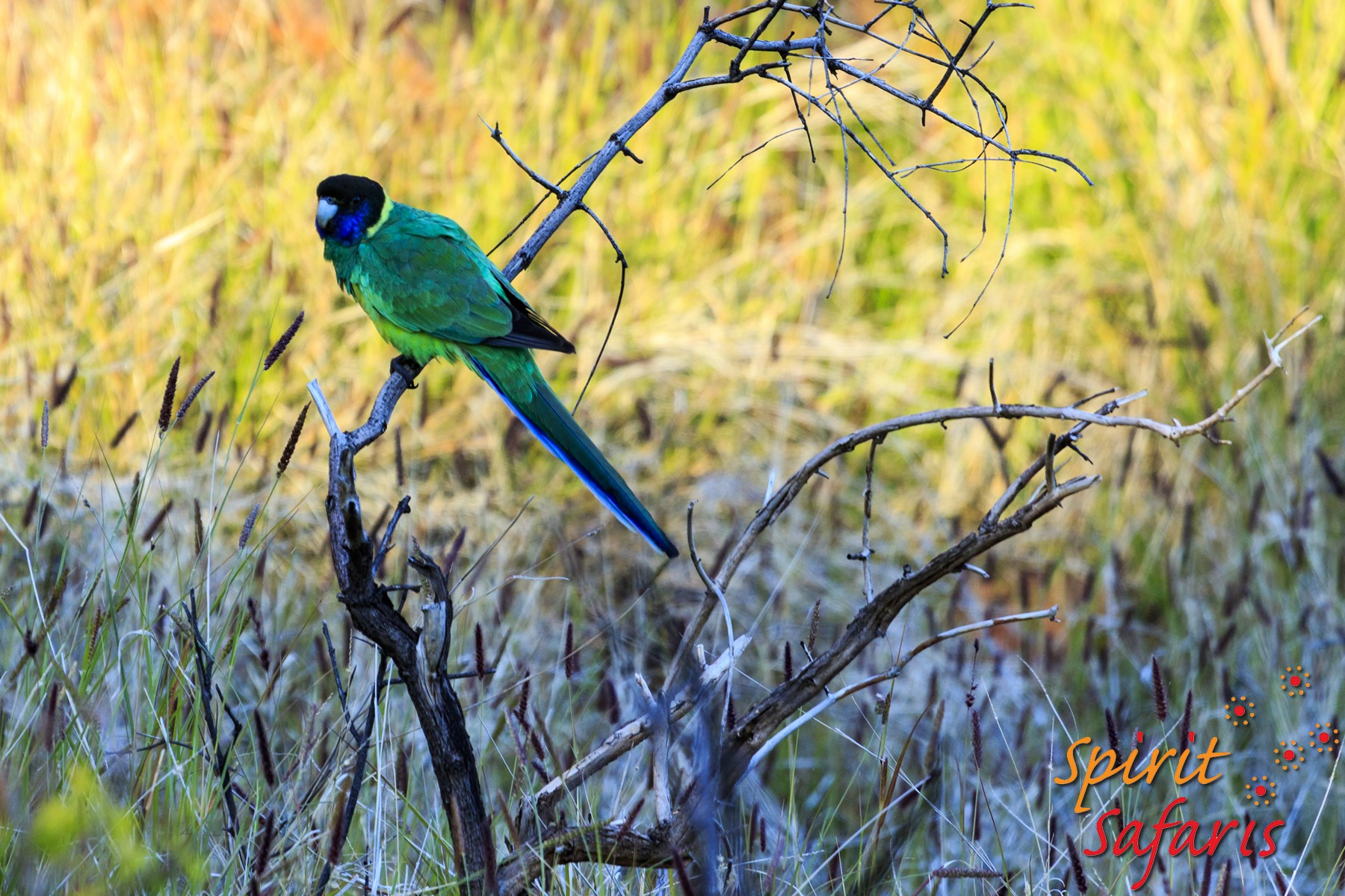 Canning Stock Route Tour from Alice Springs to Alice Springs via Gunbarrel Highway & Tanami Track 18 days