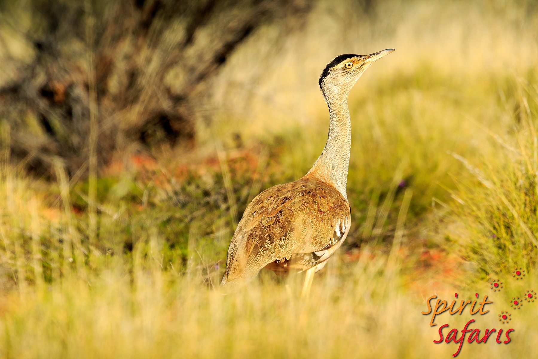 Canning Stock Route Tour from Alice Springs to Alice Springs via Gunbarrel Highway & Tanami Track 18 days