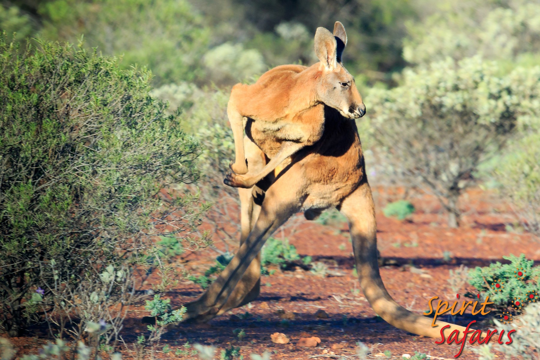 Canning Stock Route Tour from Alice Springs to Alice Springs via Gunbarrel Highway & Tanami Track 18 days