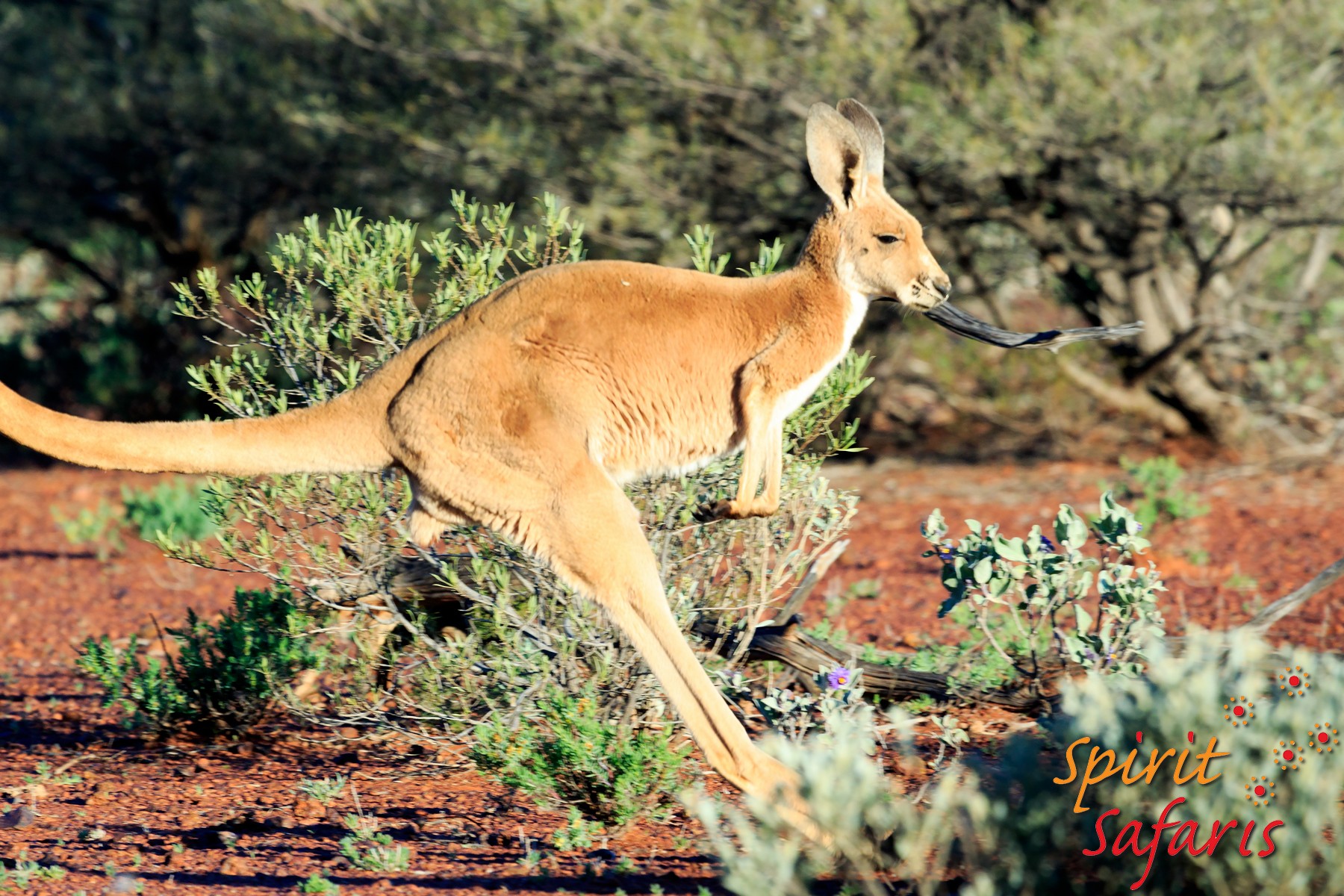 Canning Stock Route Tour from Alice Springs to Alice Springs via Gunbarrel Highway & Tanami Track 18 days