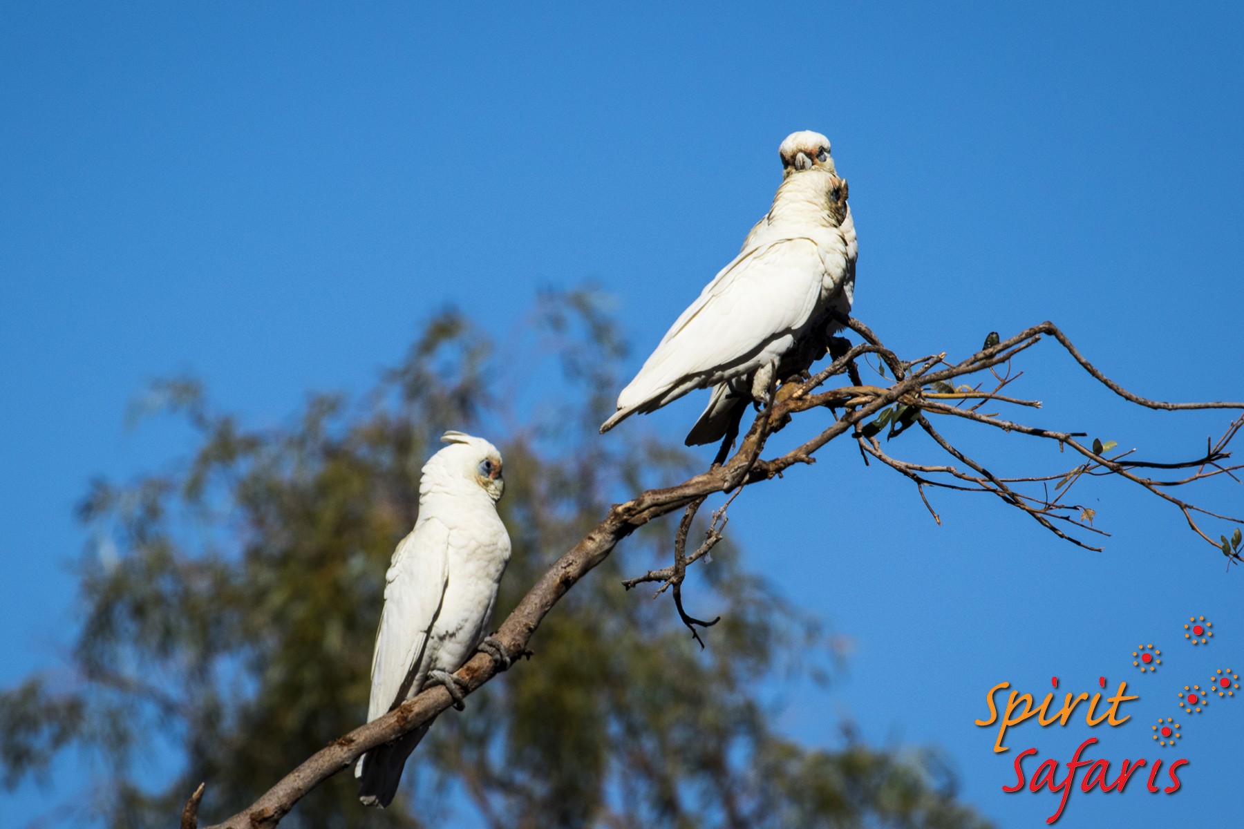 Canning Stock Route Tour from Alice Springs to Alice Springs via Gunbarrel Highway & Tanami Track 18 days