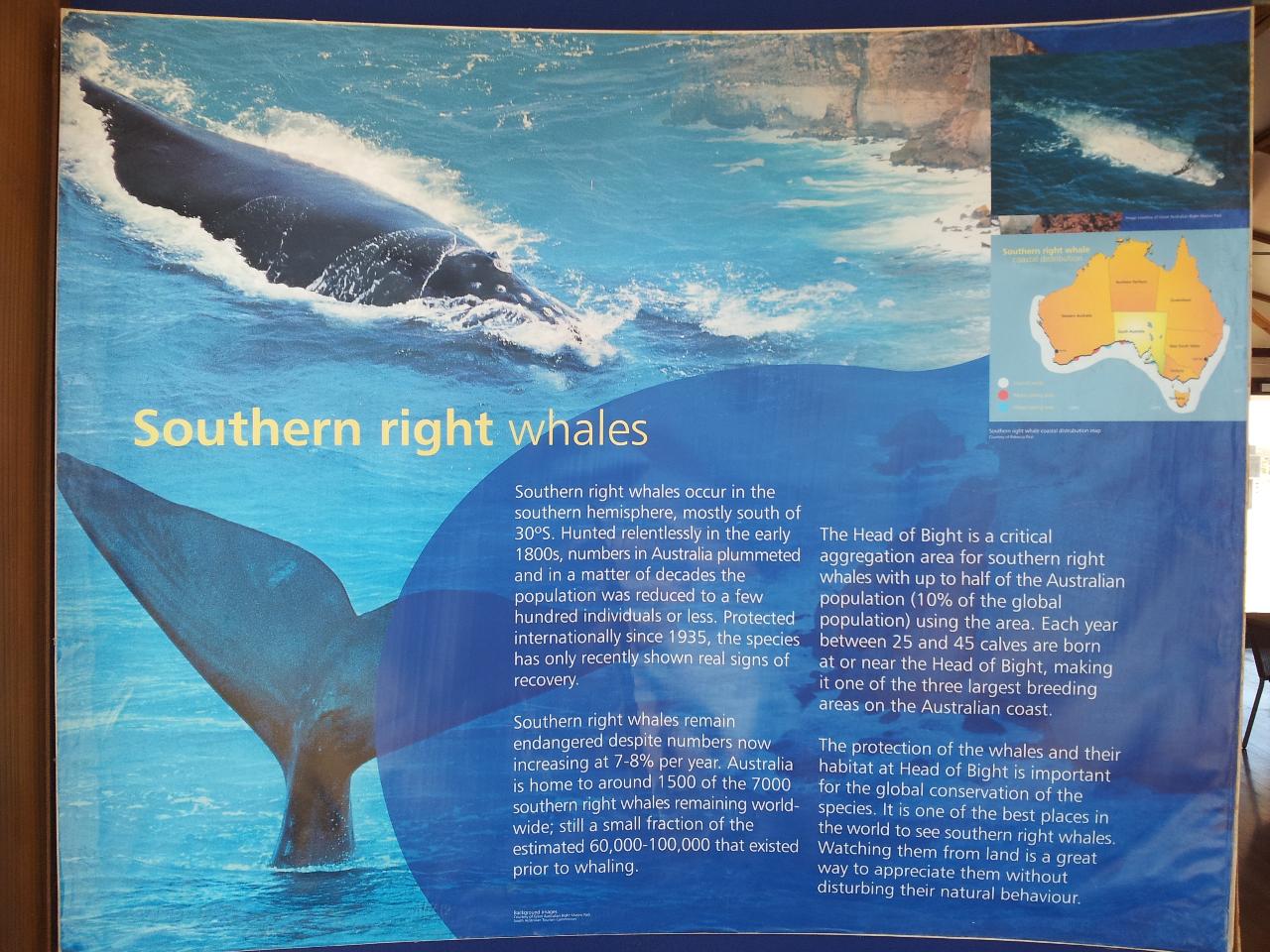 whale watching tours adelaide