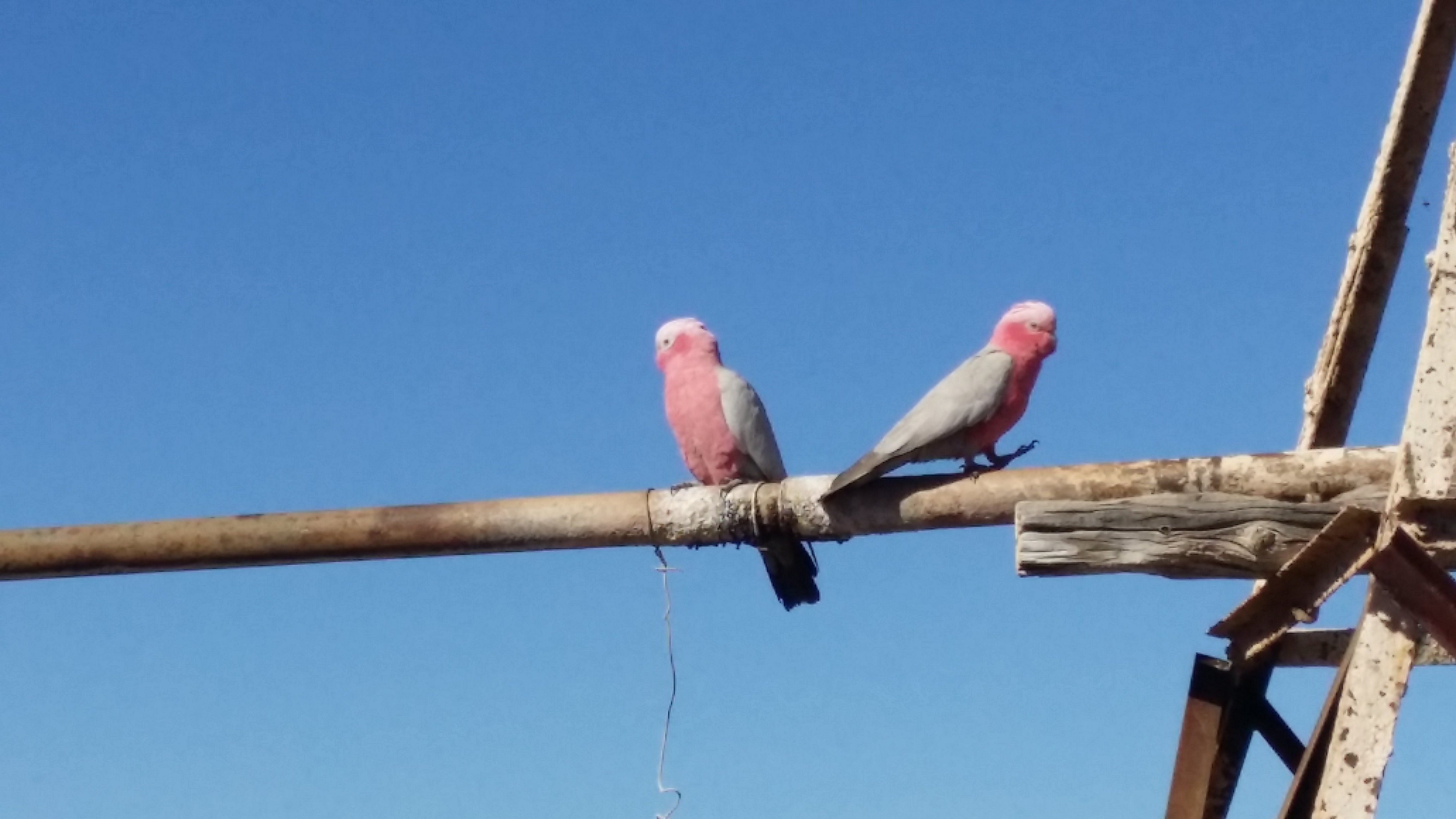 Canning Stock Route Tour from Alice Springs to Alice Springs via Gunbarrel Highway & Tanami Track 18 days