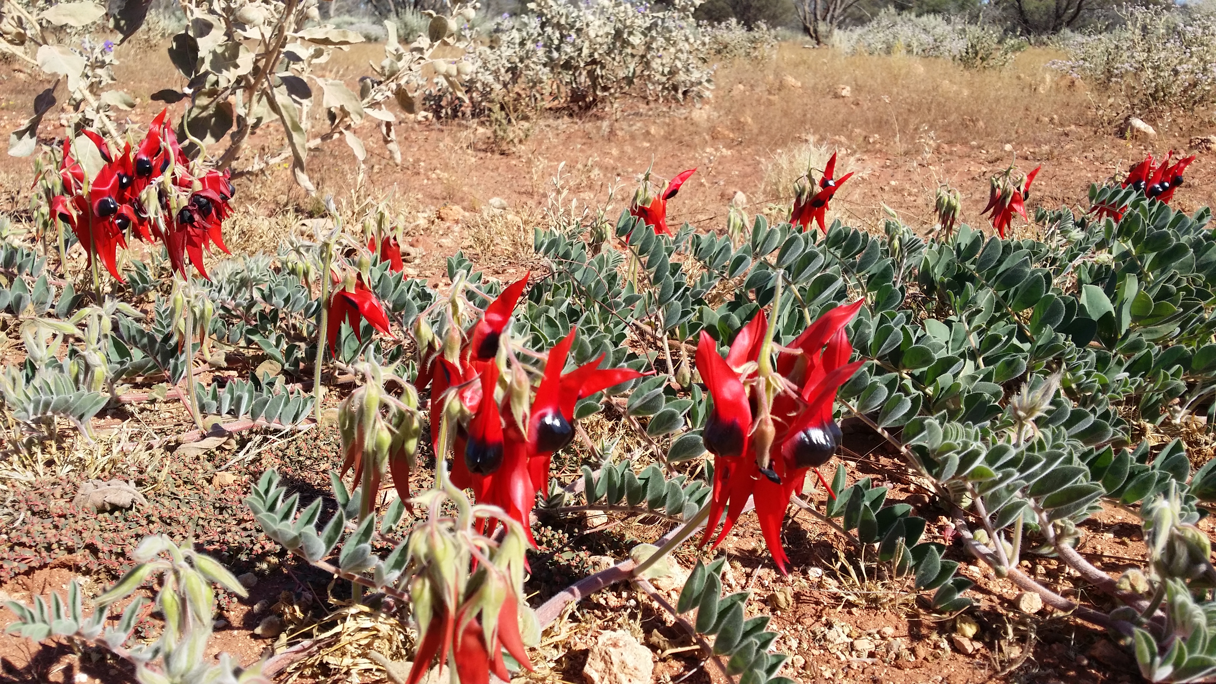 Canning Stock Route Tour from Alice Springs to Alice Springs via Gunbarrel Highway & Tanami Track 18 days