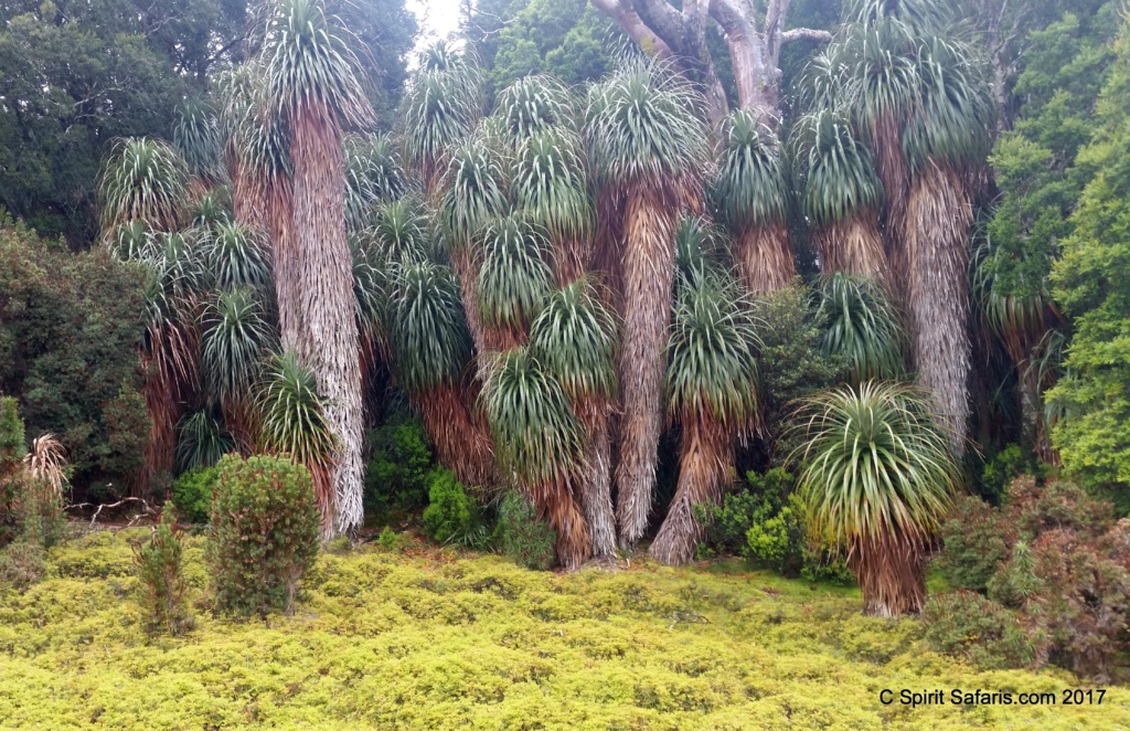 Tasmanian Wilderness Explorer 4WD Tours – 8 Day Tour