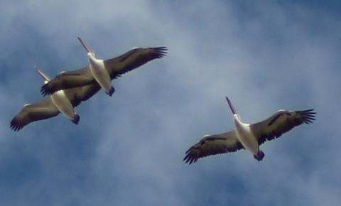 4296fae5011d4f0cb0bbd13e87d37b06PELICANS_COOPER_CREEK_med