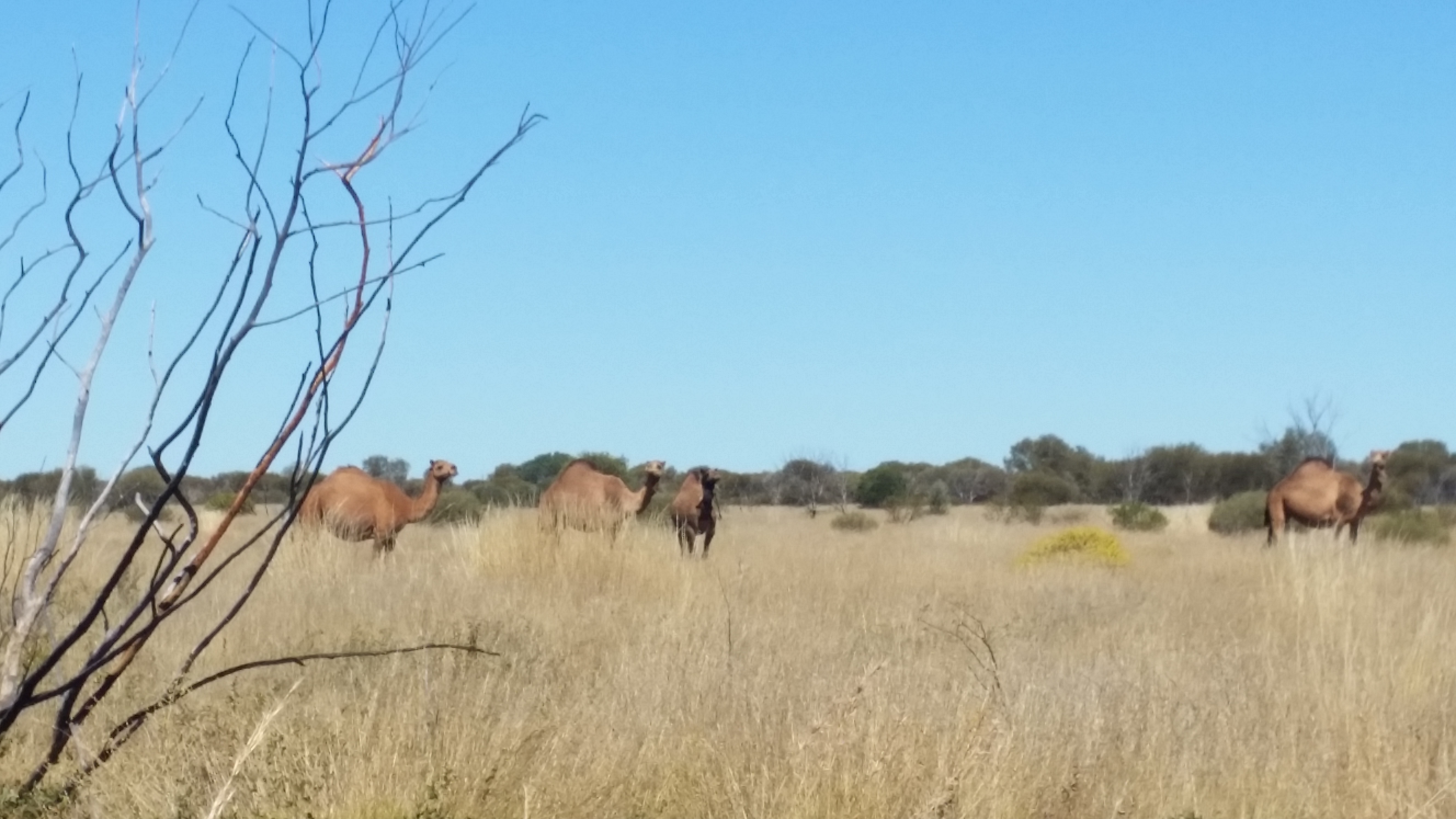 Canning Stock Route Tour from Alice Springs to Alice Springs via Gunbarrel Highway & Tanami Track 18 days