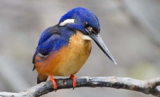 Azure_Kingfisher1_330x200