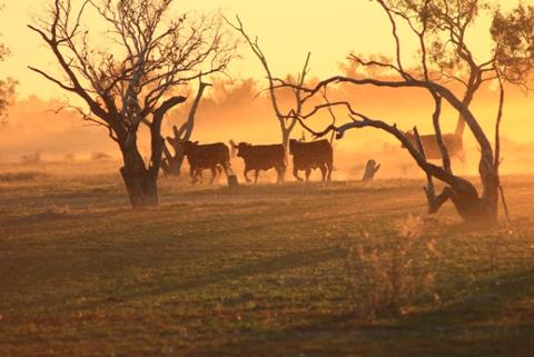 BIRDSVILLE_TRACK_CATTLE_TOUR_IMG_5947