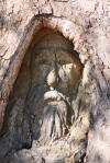 Burke___Wills_dig_tree_carving1_small