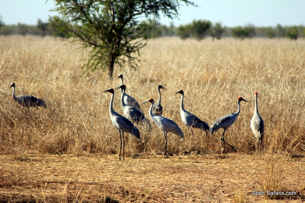 Gulf Savannah Way Darwin to Cairns Accommodated Tour 9 Days 