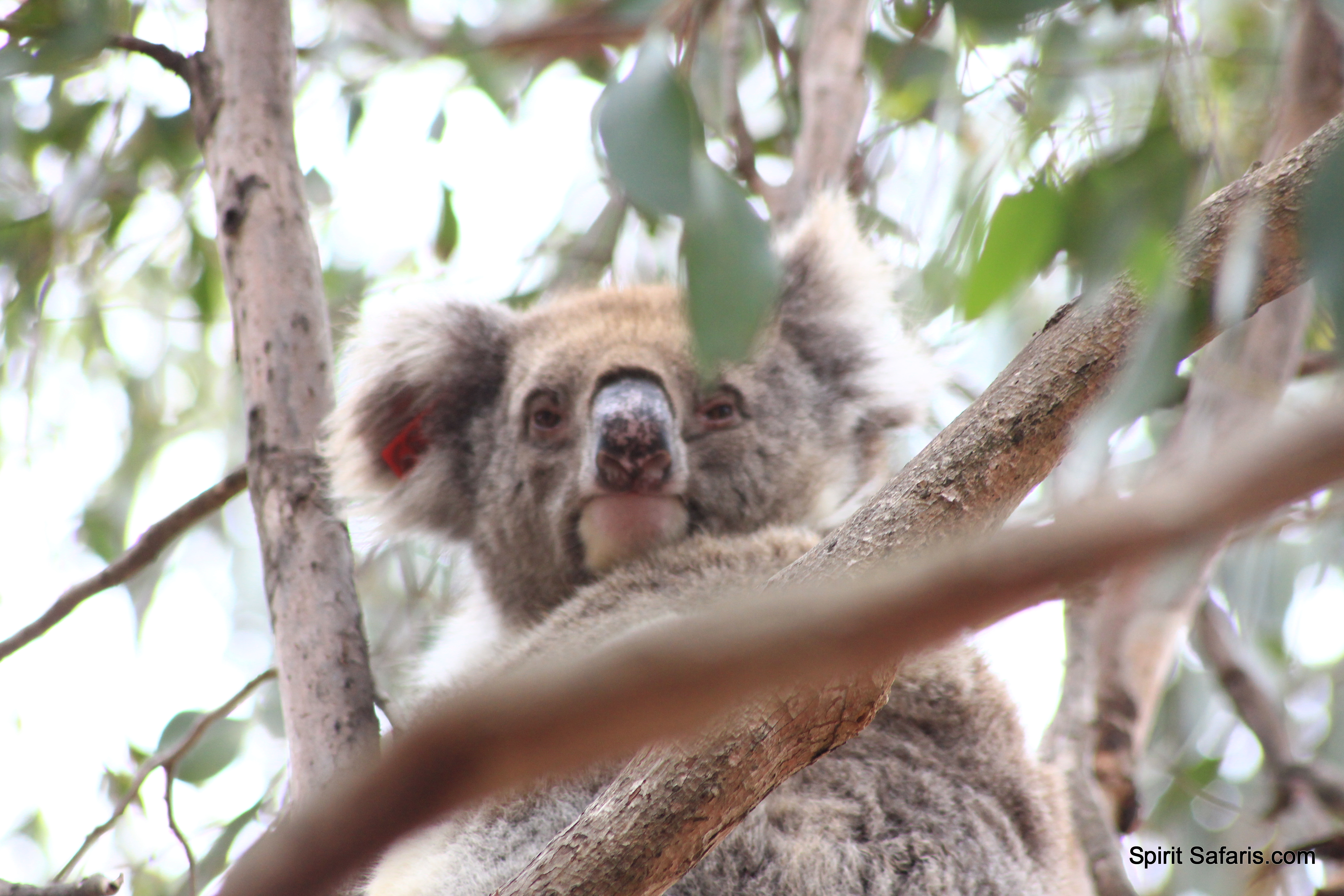 Kangaroo Island Tours from Adelaide 4 Days