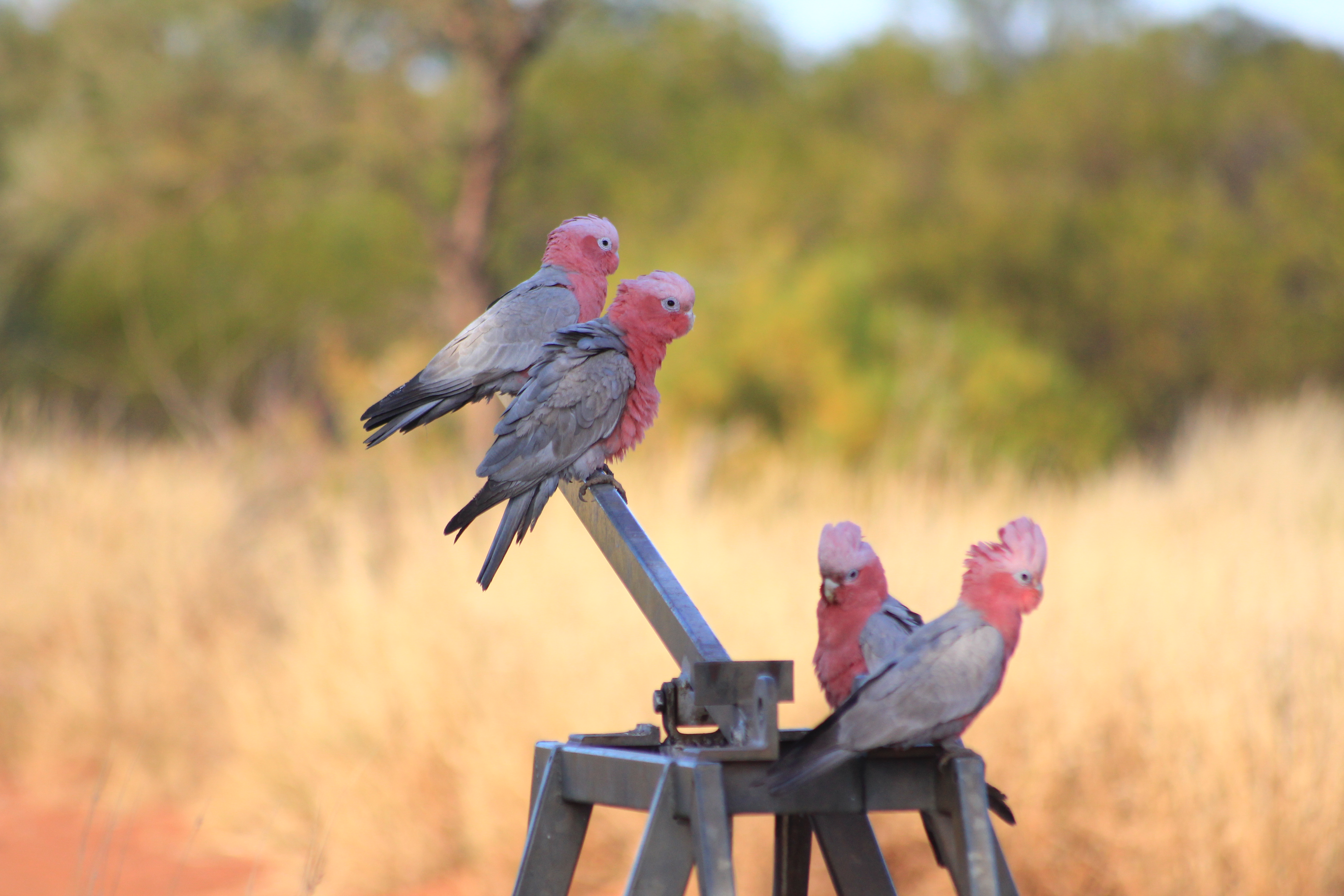 Canning Stock Route Tour Broome to Newman or Broome 16 days