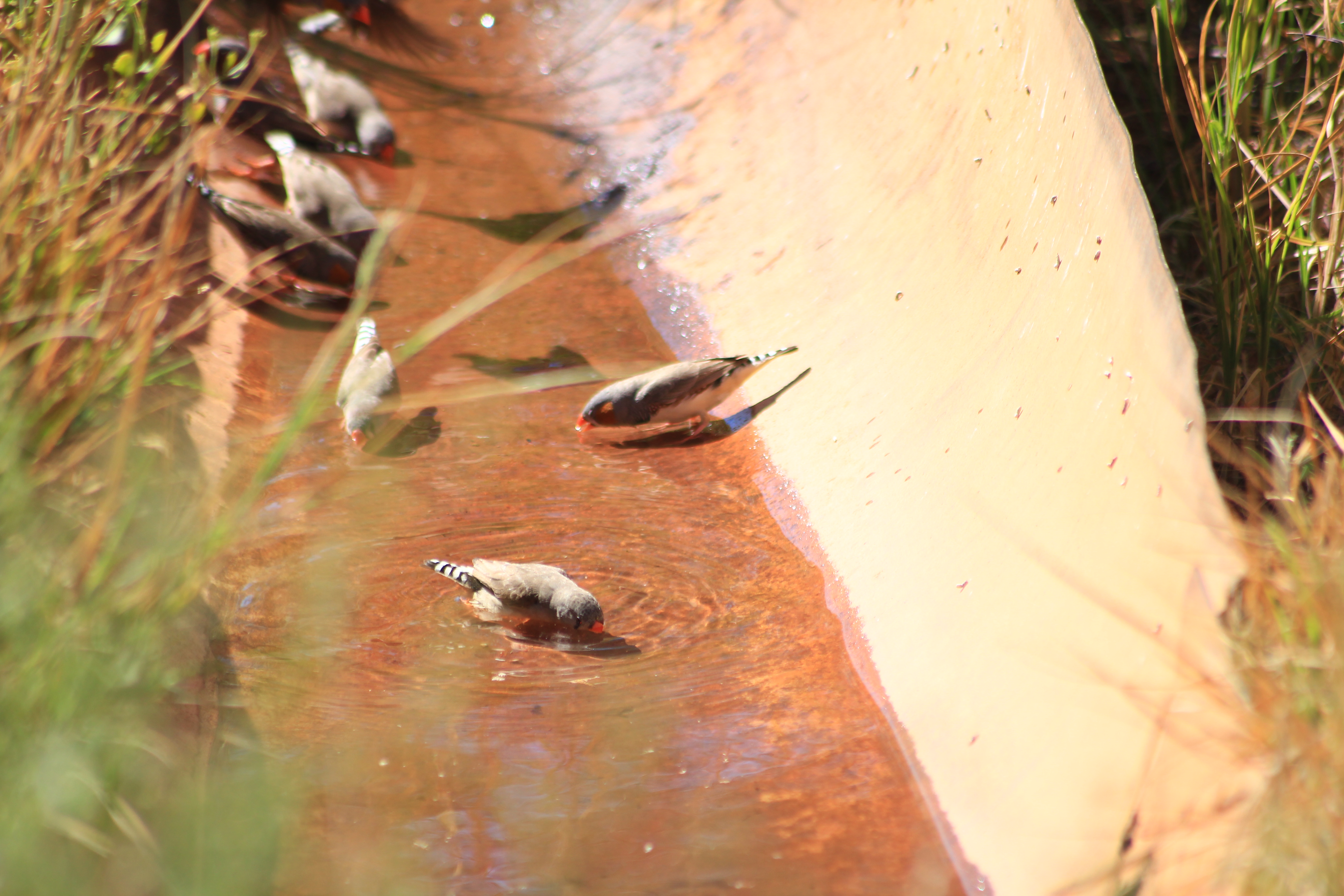 Canning Stock Route Tour Broome to Newman or Broome 16 days