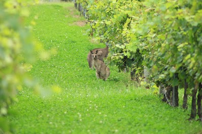 Hunter Valley Wine & Wildlife Tour 1 day