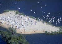 Lake_Eyre_tours_flights_pelicans