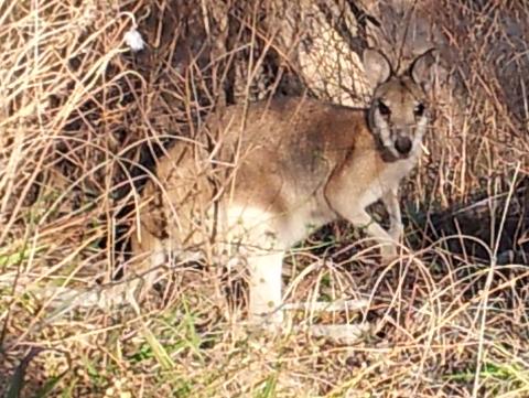 WALLABY_20120615_082800