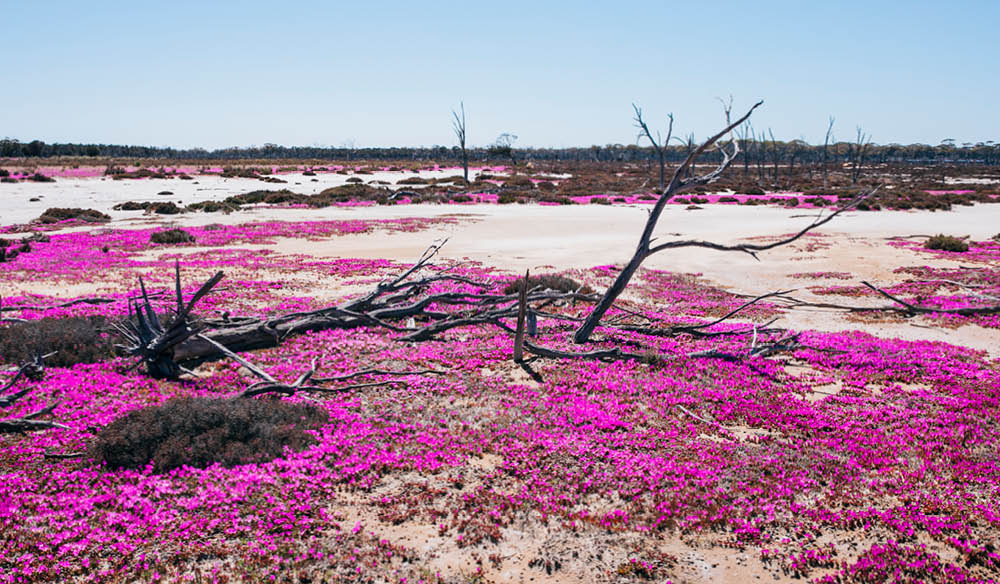 WA Wildflowers Kalgoorlie Perth to Southern Coast Stirling Ranges Tour 7 days