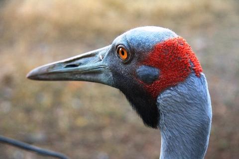 brolga600IMG_2832