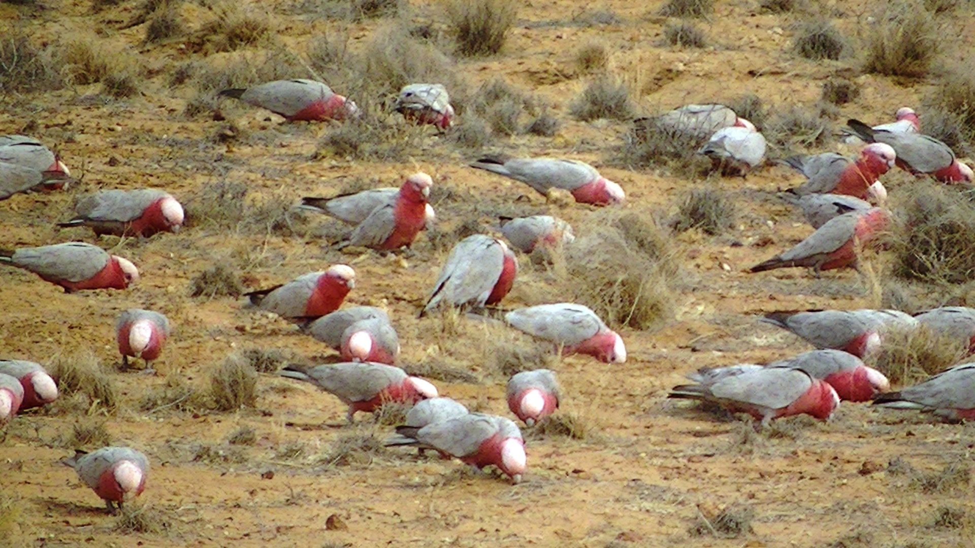 Lake Eyre from Sydney to Alice Springs via Broken Hill Coober Pedy and NSW Outback 5 days