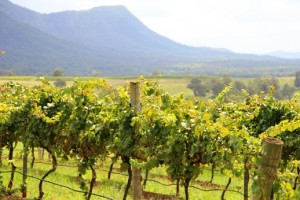 hunter_valley_wine_tour10_300x200