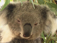 koala_small