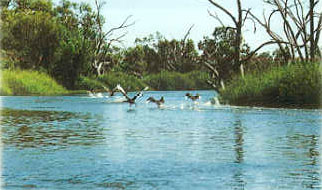 macquariemarshes1