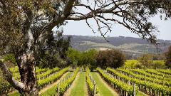 McLaren Vale Winery Tour 1 day