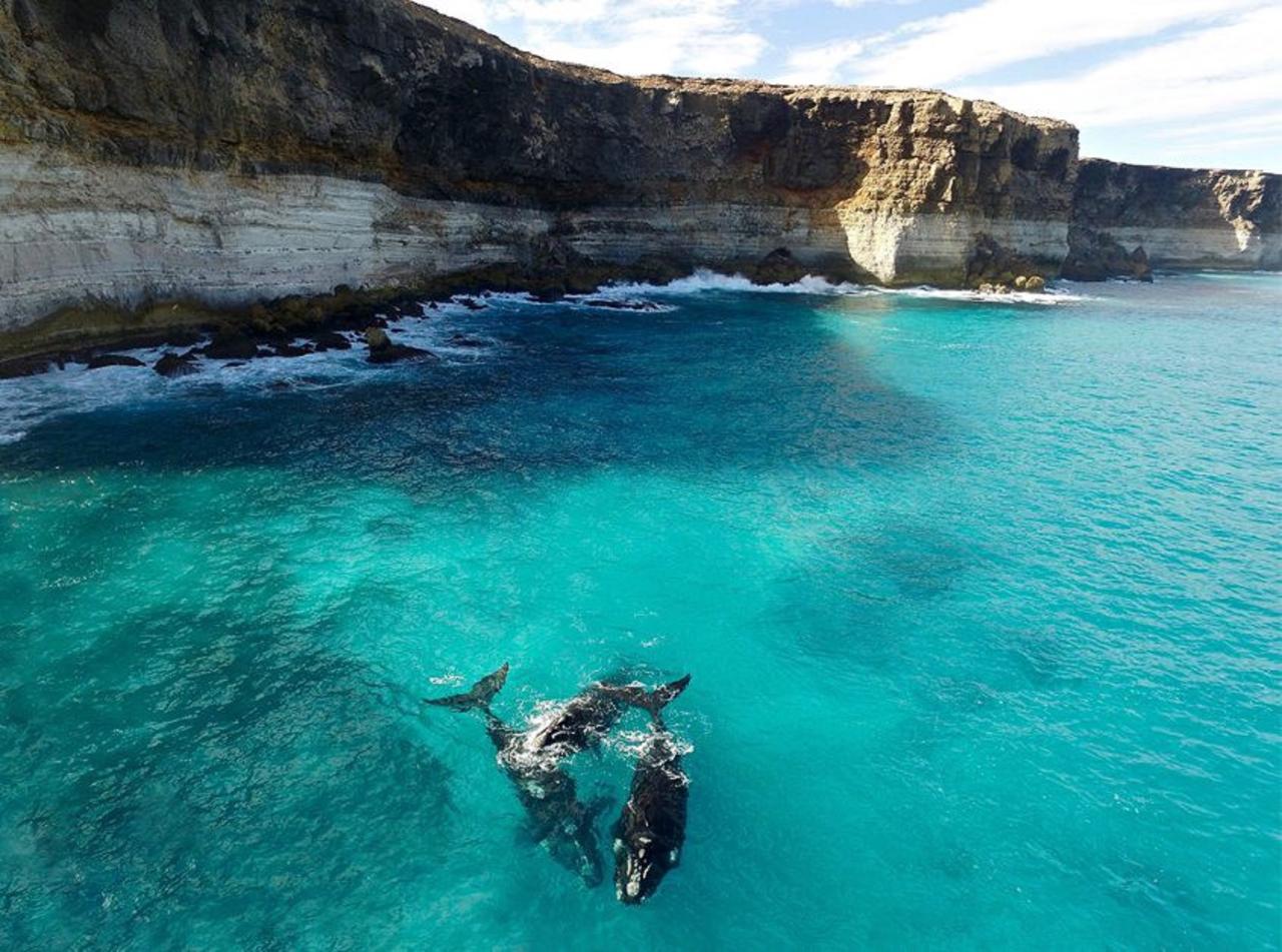 Nullarbor Plains Whale Watching Wildflowers Perth to Adelaide 5 days 