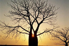 Kimberley Kununurra (Darwin option) to Broome Lake Argyle Mitchell Falls Accommodated 8 Day Tour