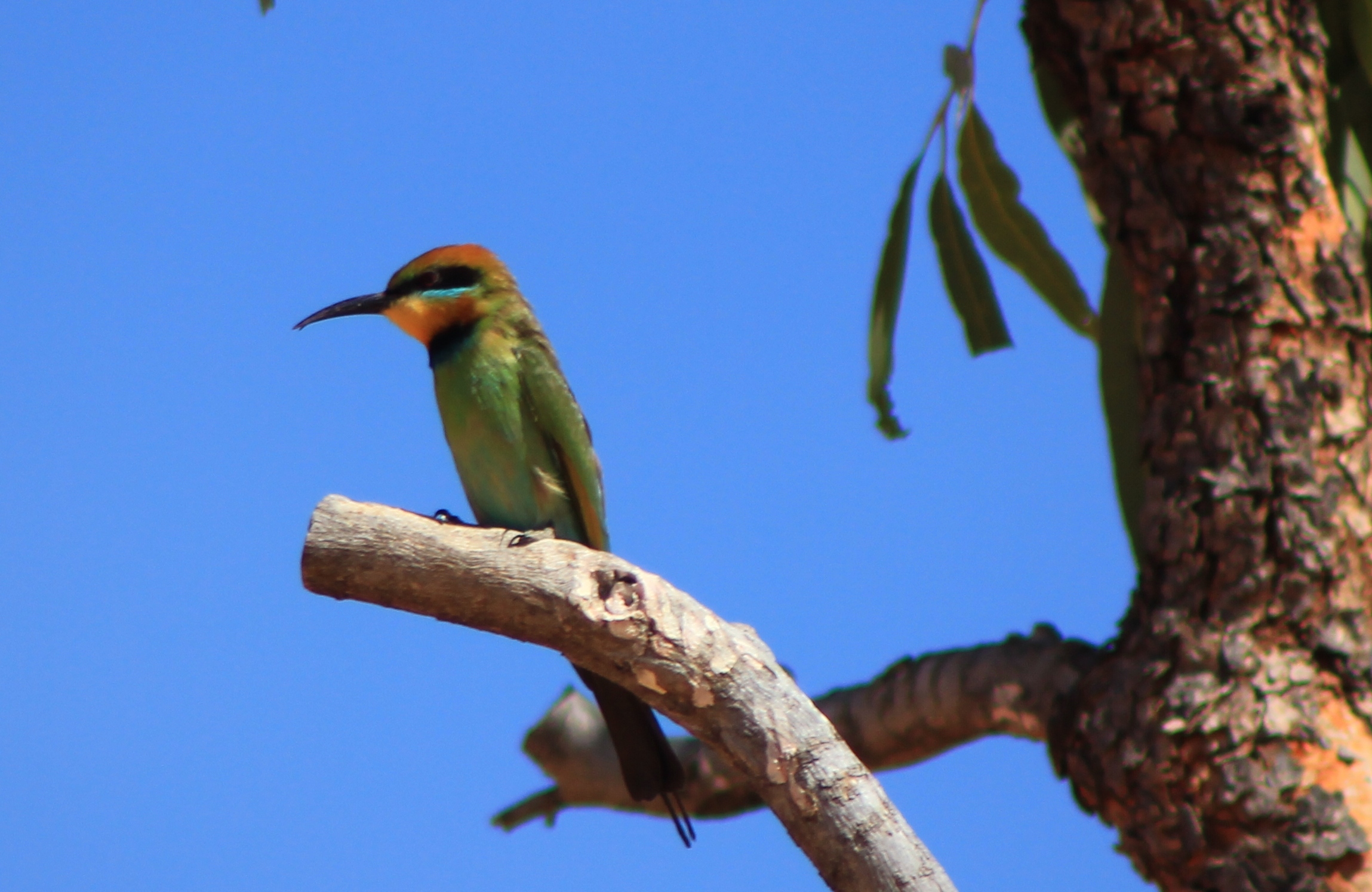 Gulf Savannah Way Darwin to Cairns Tours 14 Days