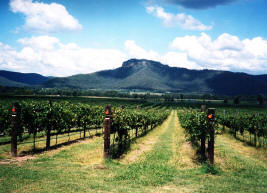 wine_country_wollombi_short