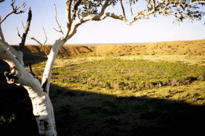 Tanami Track Broome to Alice Springs with Newhaven Wildlife Sanctuary tour 6 days 