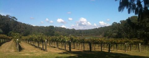 Jubilee_Vineyard_Estate_4