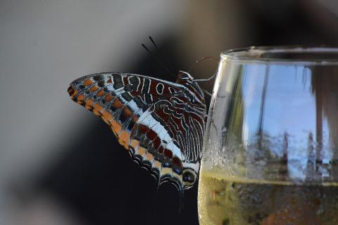 butterfly_3550627_1920