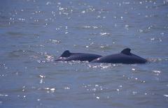 Irrawaddy Dolphin Watching Cruise