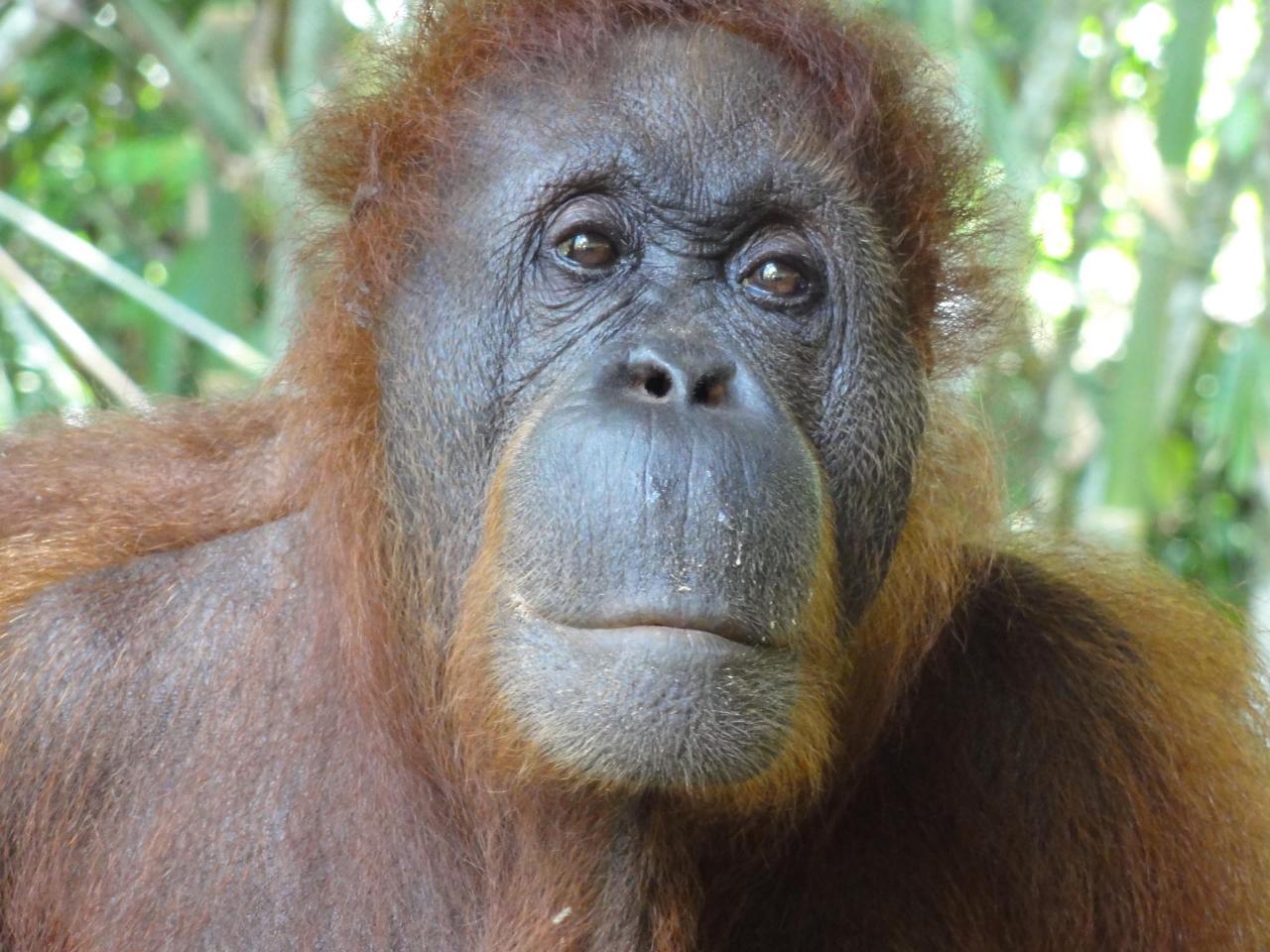 Semenggoh Orangutans