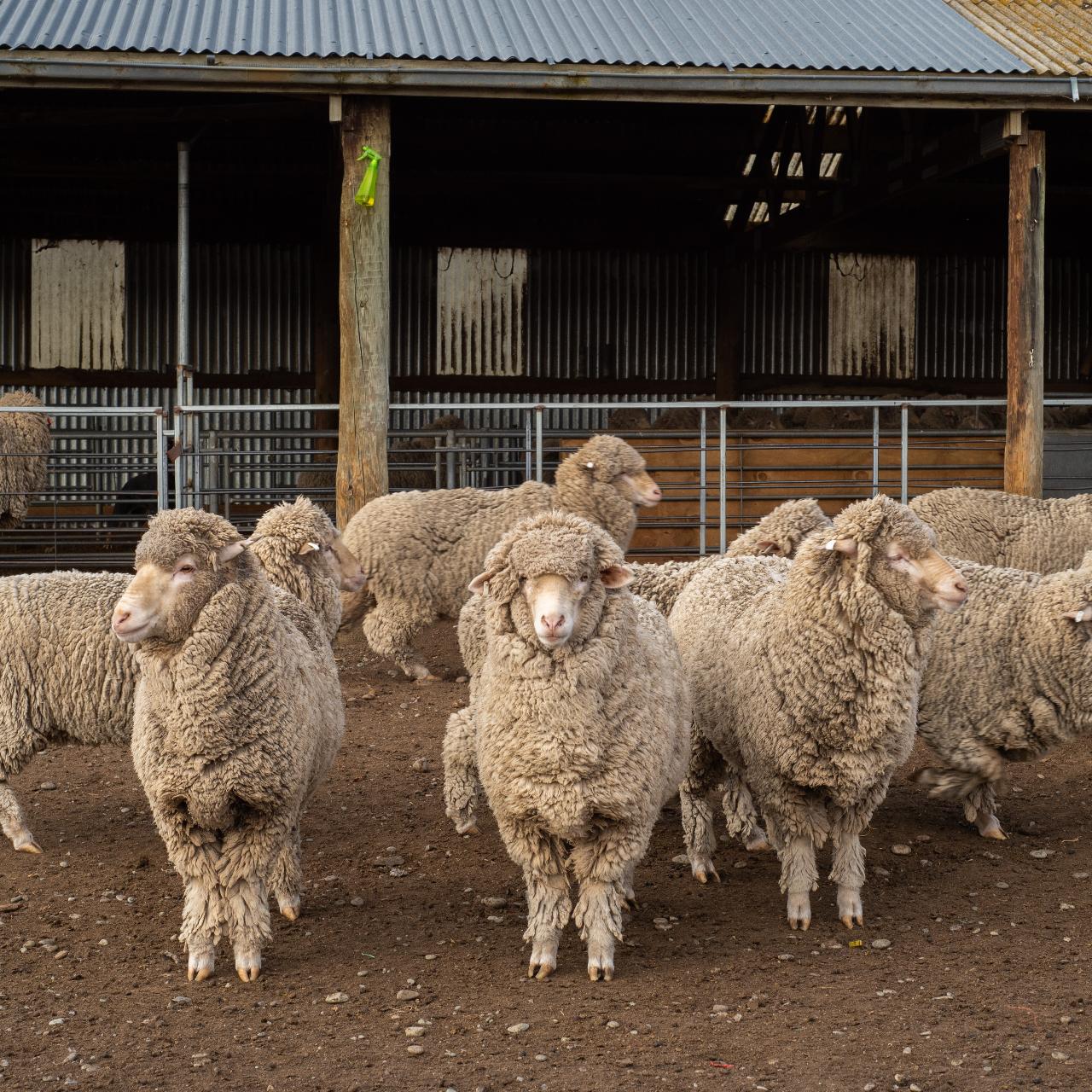 Mt.Hay Farm Experience