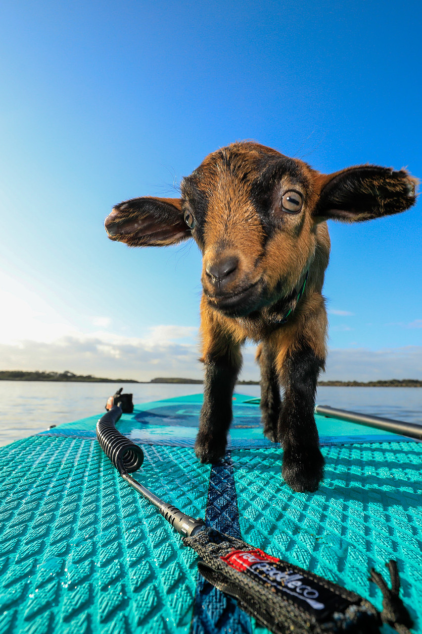 Shellharbour SUP Festival Pups on SUPs & Goats Afloat Paddle