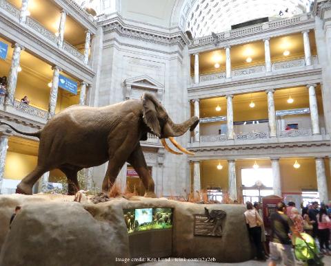 Two Smithsonian Museums of American & Natural History: A Private Tour