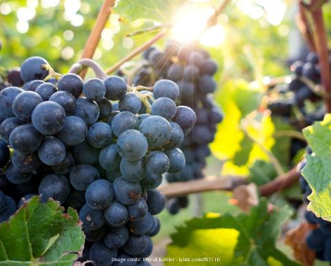 Private All-Incusive Wine Tasting Excursion in Sonoma County