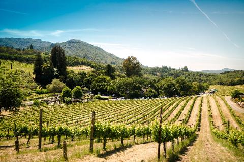 Private Wine Tasting Excursion in Sonoma County