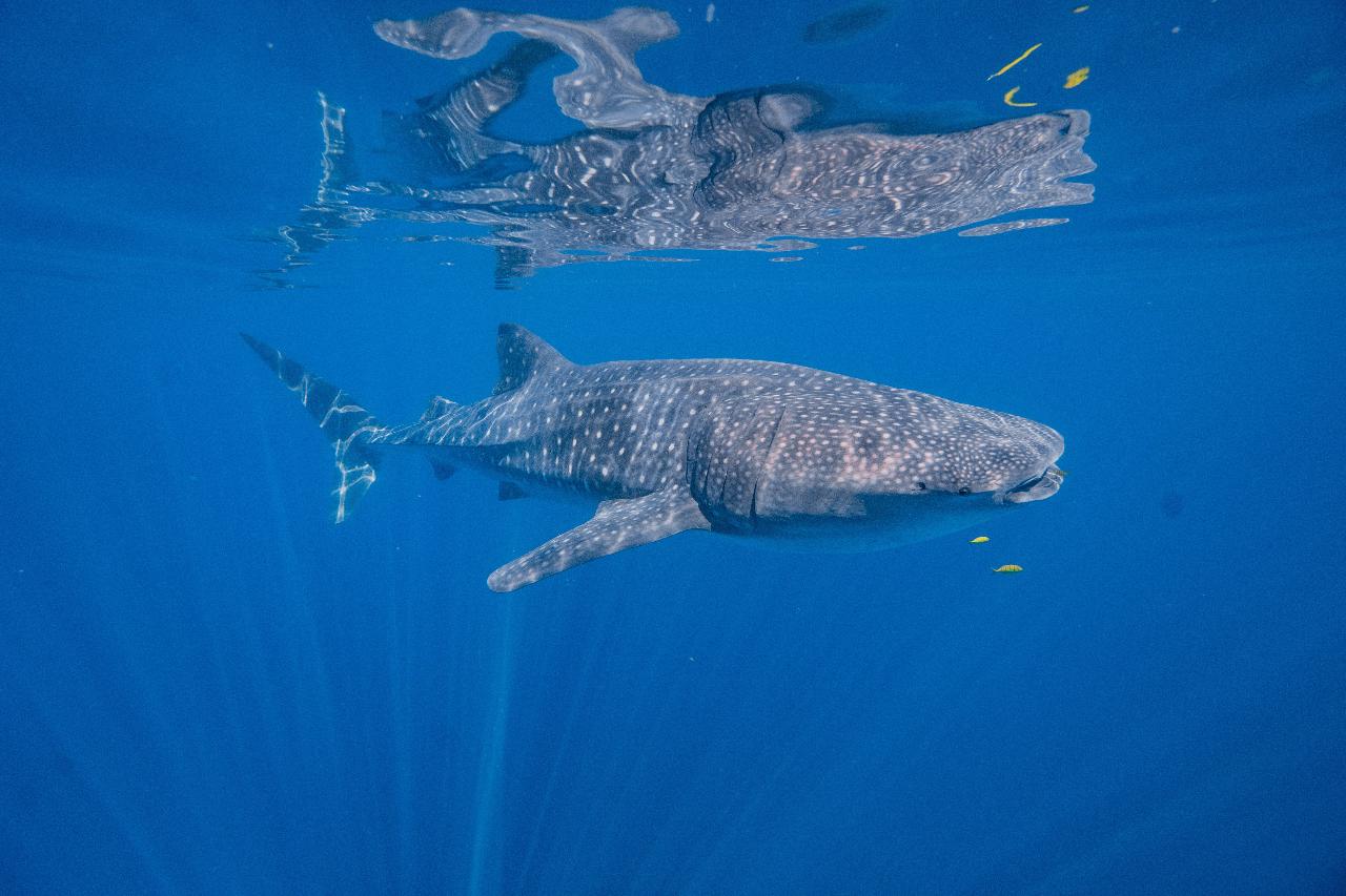 Whaleshark (then Whale!) Wonder Tour | August - October