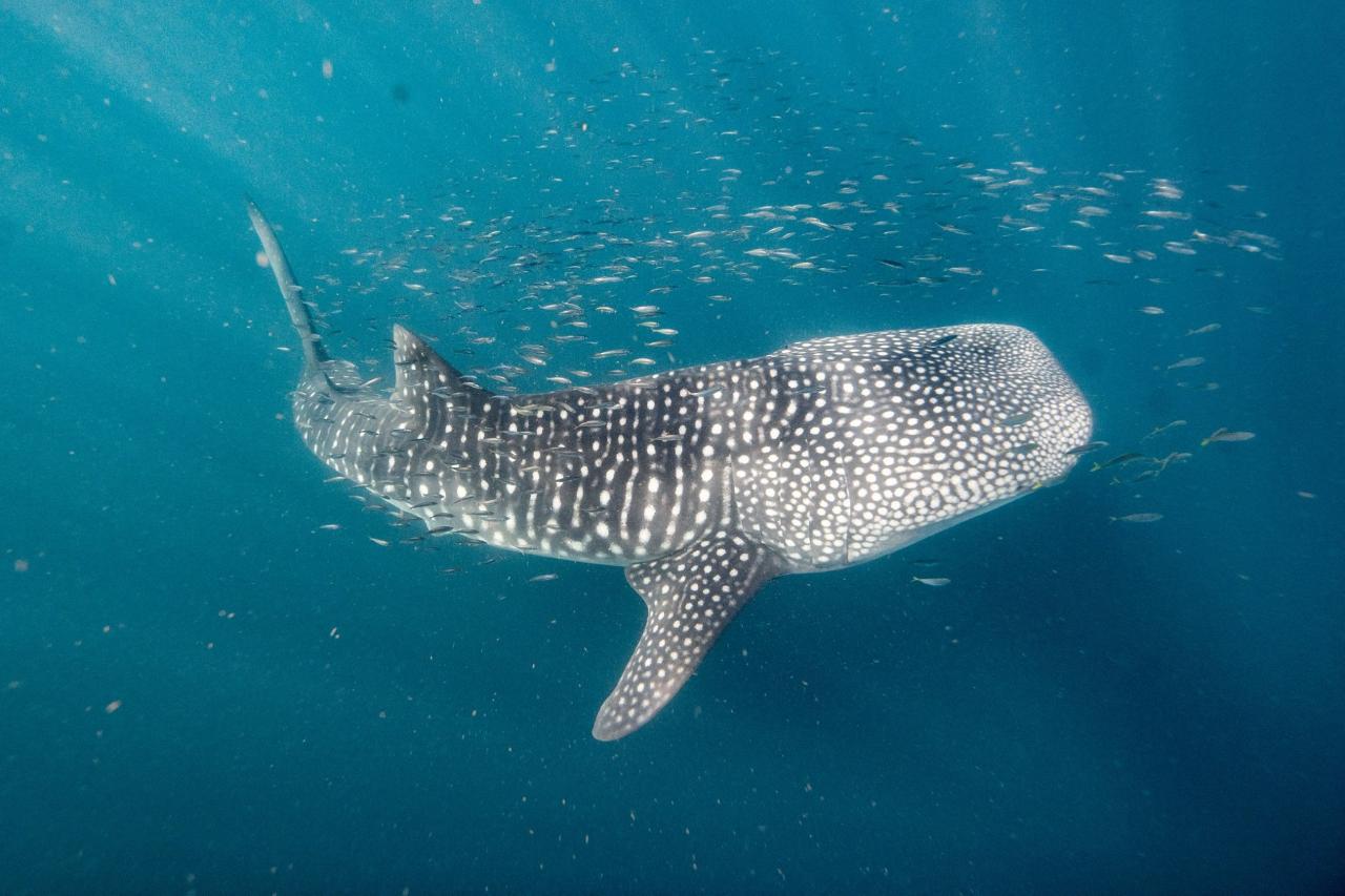 Priority Plus Whaleshark Tour Booking | August - October