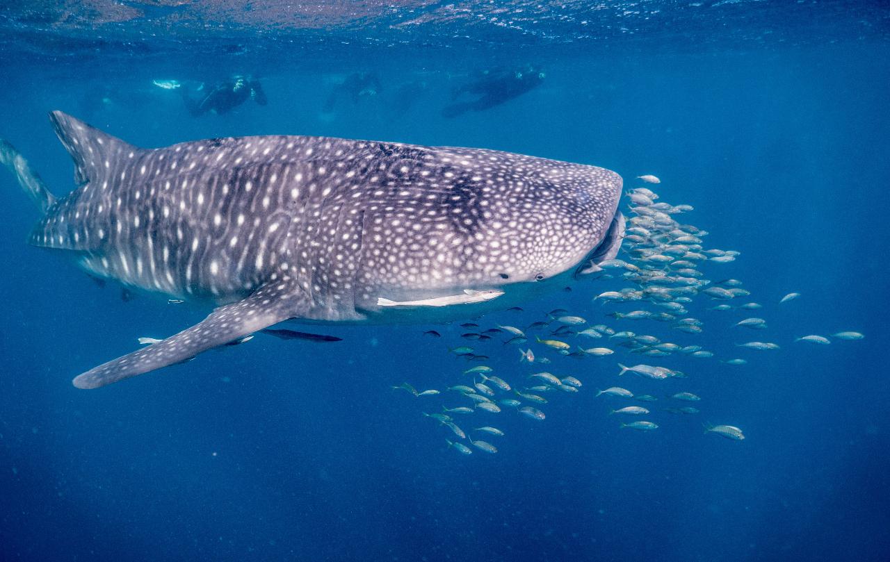 DON'T PANIC - if we are fully booked during your visit, click here and we will get you booked onto another amazing whale shark tour instead (if any available)! - FROM AUGUST