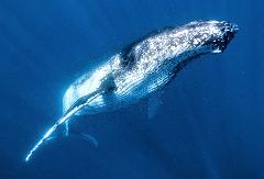 Priority Plus Humpback Whale Tour Booking | August - September