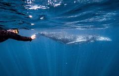 Gift Voucher Humpback Whale Swim
