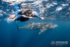 Gift Voucher Whale Shark Swim (Senior)
