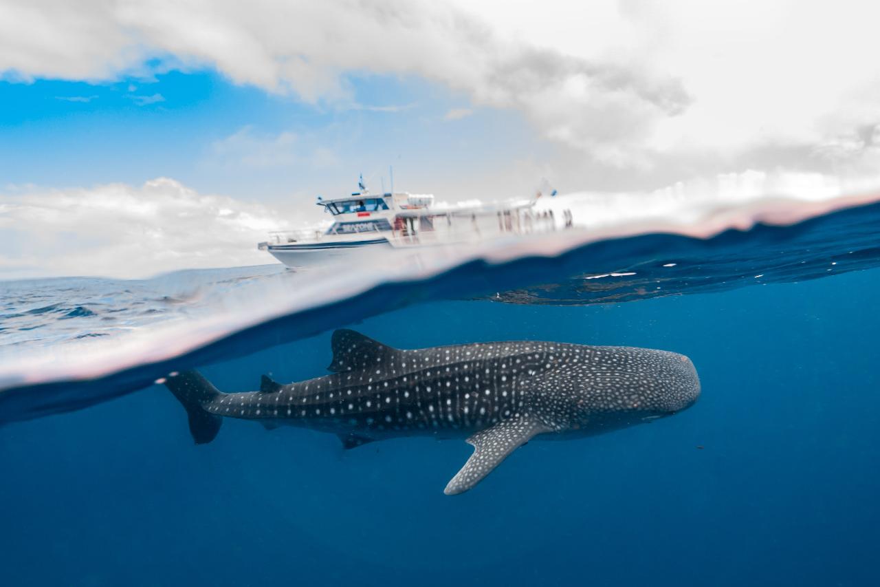 Ningaloo Reef Whale Shark & Whale Ecotour